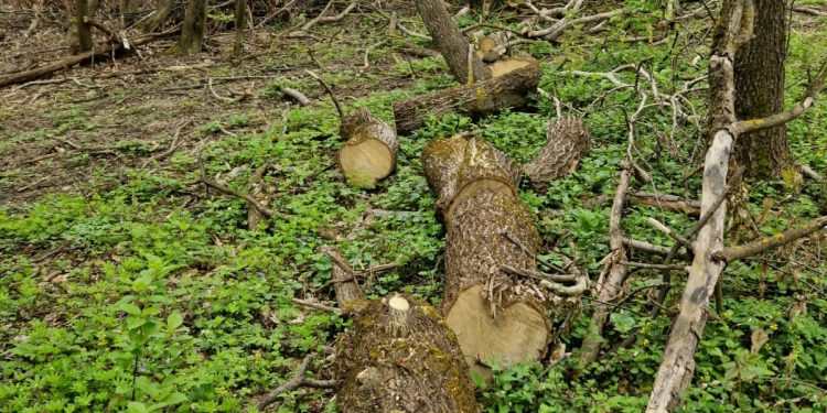 За 900 зрубаних дерев і підроблені документи судитимуть працівника лісгоспу