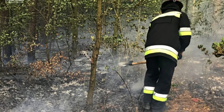 Жінка отримала смертельні опіки в лісовій пожежі на Тернопіллі