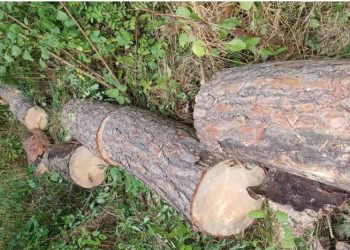 Деревину вирубував чоловік на території заказника на Чортківщині