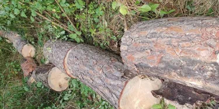 Деревину вирубував чоловік на території заказника на Чортківщині