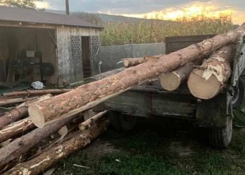 На Чортківщині виявили зрубані у заповіднику колоди