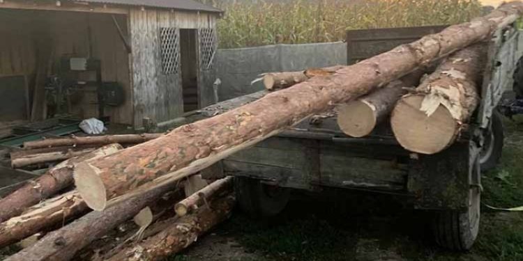 На Чортківщині виявили зрубані у заповіднику колоди