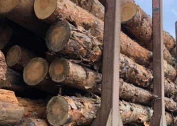 Деревину без документів перевозив водій на Зборівщині