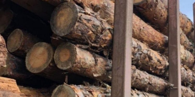 Деревину без документів перевозив водій на Зборівщині