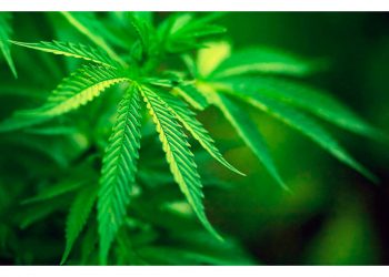 Коноплю вирощувала на городі жителька Збаразької громади