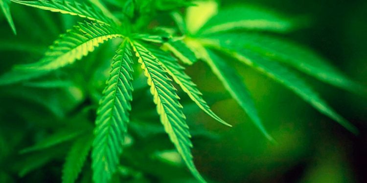 Коноплю вирощувала на городі жителька Збаразької громади