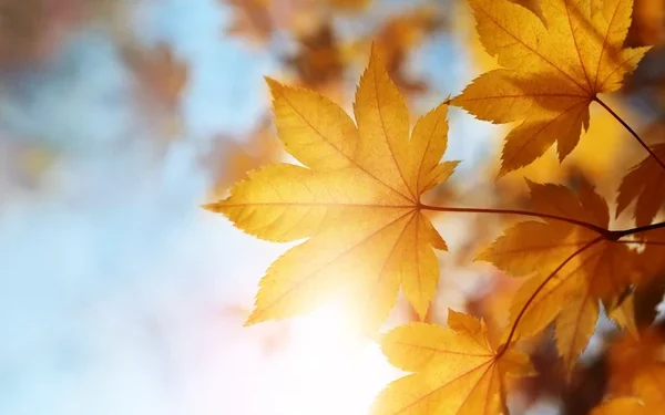 Похмурий вересень: синоптики оприлюднили прогноз погоди на Тернопільщині