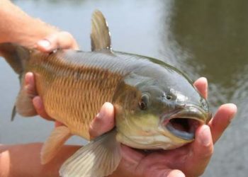 Червонокнижну рибу ловили в Дністрі двоє чоловіків