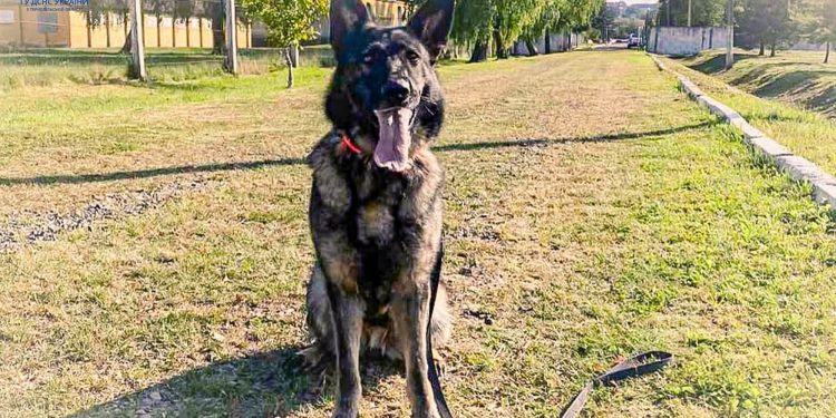 Чим здивувала тернопільська вівчарка Фіона кінологів з інших регіонів