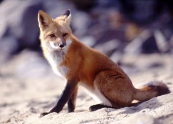 Диким тваринам залишатимуть “ласощі” з вакциною на Тернопіллі