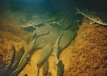 Заборона вилову риби на зимувальних ямах стартує 1 листопада на Тернопільщині