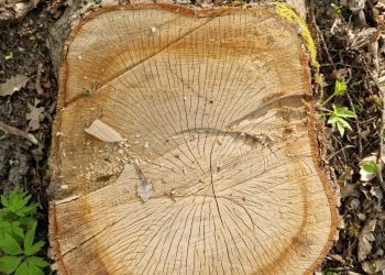 Колишній лісник незаконно зрубав дерев на 900 тисяч на Тернопільщині