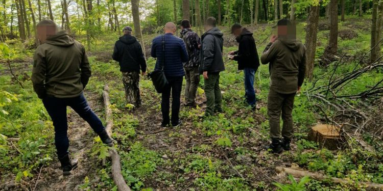 Колишній лісник незаконно зрубав дерев на 900 тисяч на Тернопільщині
