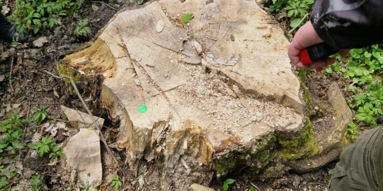 Колишній лісник незаконно зрубав дерев на 900 тисяч на Тернопільщині