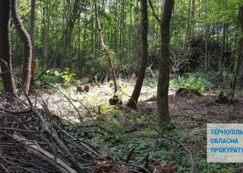327 тисяч сплатить підприємство за незаконно зрубані дерева на Тернопільщині