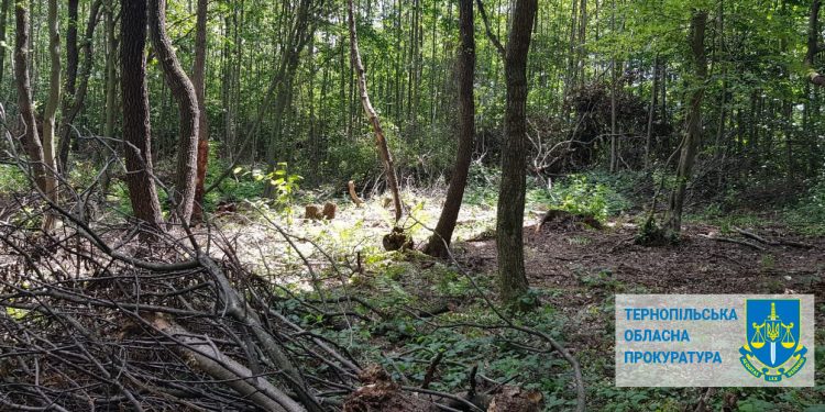 327 тисяч сплатить підприємство за незаконно зрубані дерева на Тернопільщині