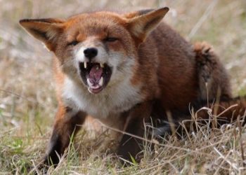 Двоє тварин померли від сказу на Чортківщині