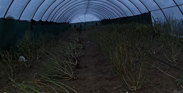 Наркотиків на 5 мільйонів виявили у переселенця на Тернопільщині