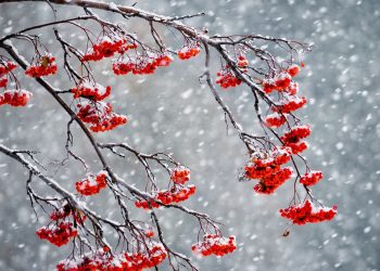 Опади знову прогнозують 21 листопада у Тернополі