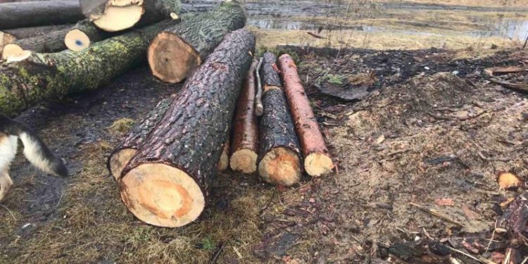 Тюрма за “прорідження” лісу загрожує жителю Чортківщини