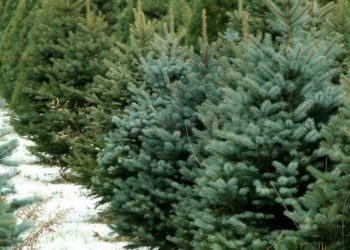 Зросли штрафи за незаконну вирубку ялинок на Тернопільщині