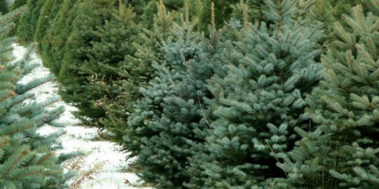 Зросли штрафи за незаконну вирубку ялинок на Тернопільщині