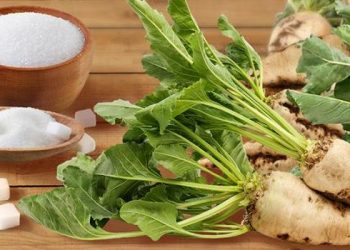 Врожайність цукрового буряка на Тернопільщині цьогоріч — чи не найвища в Україні