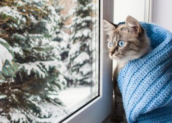 Чи сніжитиме найближчим часом на Тернопільщині