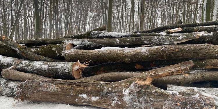 Деревину із заповідника намагався вкрасти чоловік на Тернопільщині