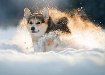 Собаку з небезпечної пастки визволили на Чортківщині