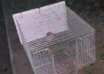 Поліція перевірить інформацію від зоозахисниці про те, чи дійсно в Тернополі знущаються над вуличними тваринами