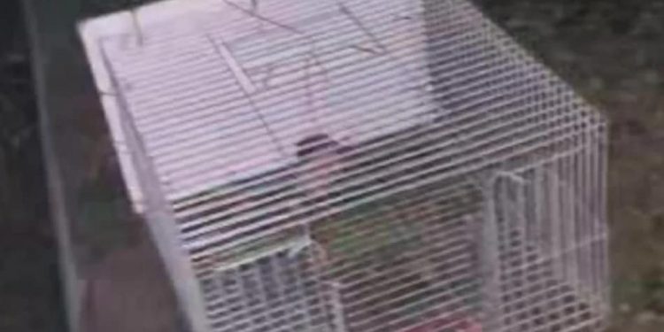 Поліція перевірить інформацію від зоозахисниці про те, чи дійсно в Тернополі знущаються над вуличними тваринами