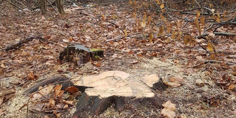 За зрубані дерева в зоологічному заказнику судитимуть жителя Зборівщини